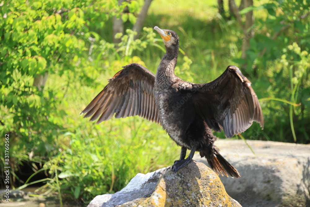 Fototapeta premium 岩の上で翼を広げて立つ黒い水鳥のカワウ