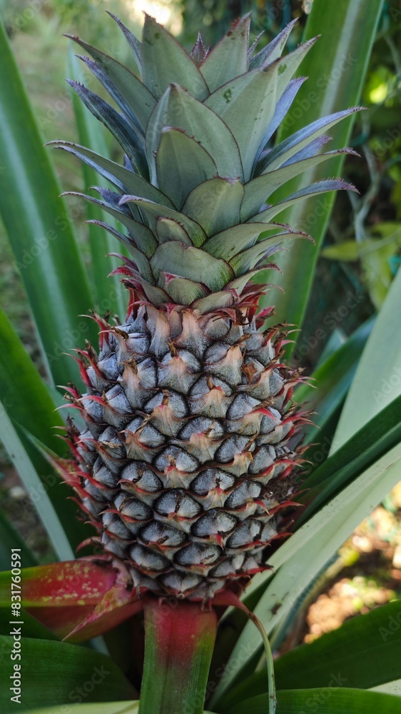 pineapple in the garden pineapple in the garden