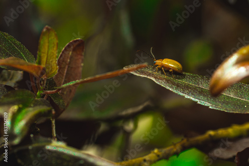 A golden beetle perches on a green leaf photo