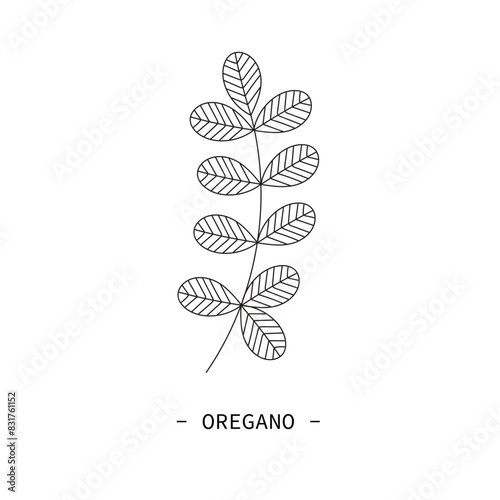 Oregano line art