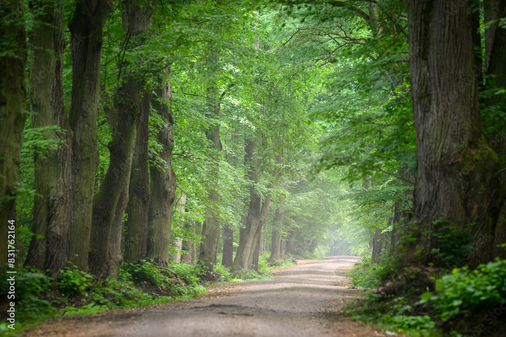 Obraz premium Avenue in old foggy forest