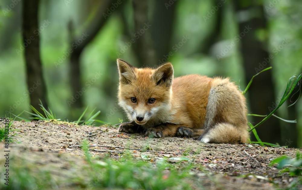 Naklejka premium Cute young red fox in the forest ( Vulpes vulpes )