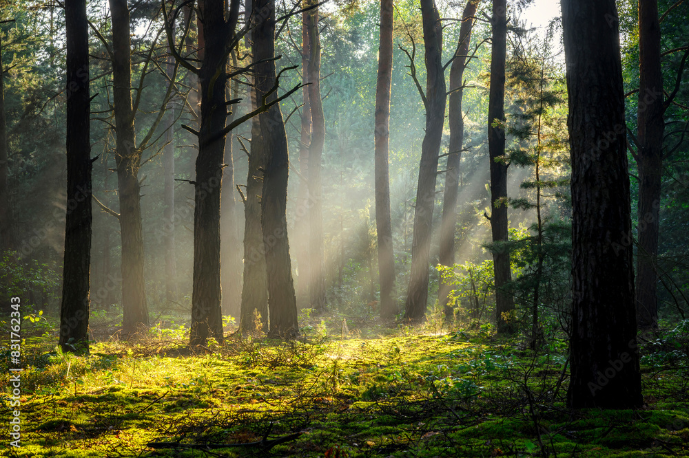 Obraz premium Sunny morning in the forest
