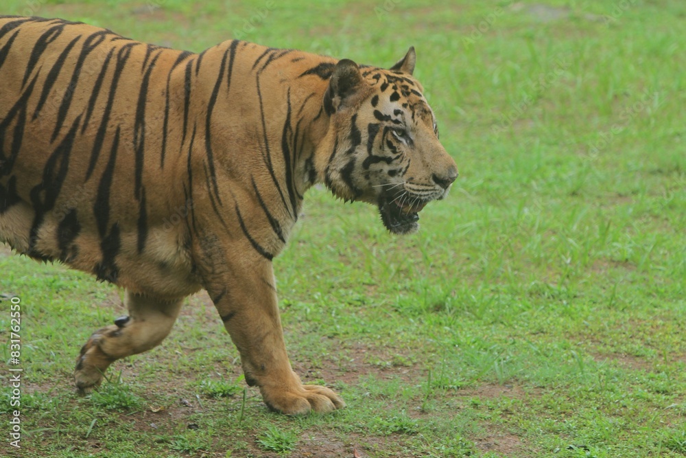 Side view of a Bengal tiger walking in the grass in the morning Side view of a Bengal tiger walking in the grass in the morning