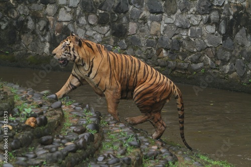 A Bengal tiger walks on rocks after swimming in a pond