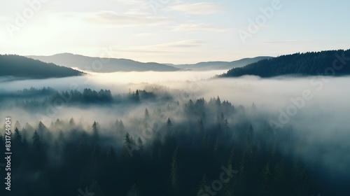 Foggy pine forest scene, aerial view,