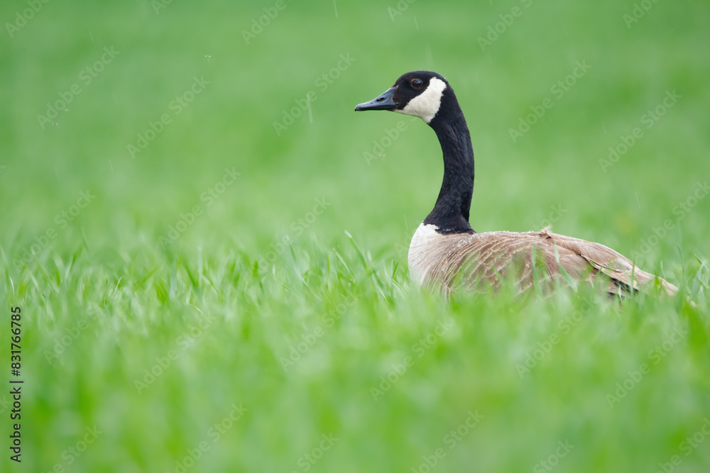 Head of Canada goose in the green grass in the field in spring. Head of Canada goose in the green grass in the field in spring.