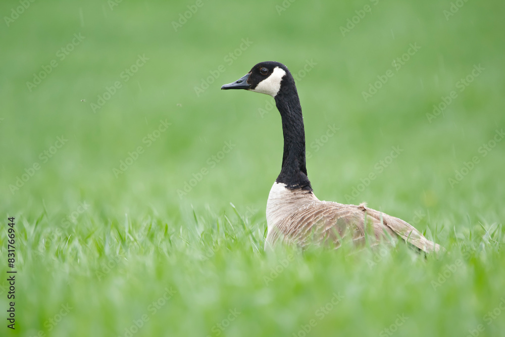 Head of Canada goose in the green grass in the field in spring. Head of Canada goose in the green grass in the field in spring.