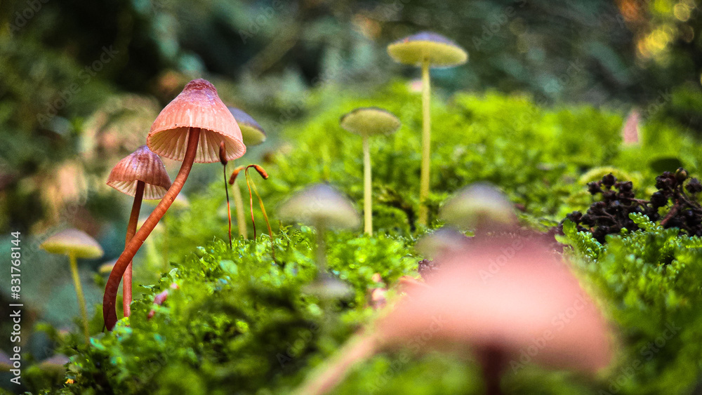 An assortment of pink and white Mycena mushrooms perch atop a fallen tree in the forest. An assortment of pink and white Mycena mushrooms perch atop a fallen tree in the forest.