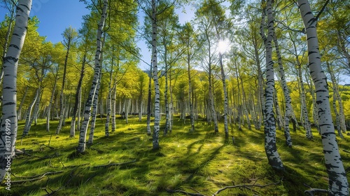 Altay Birch Forest  Serene Walkway Amongst Lush Green Trees with Dappled Sunlight  Natural Woodland Beauty