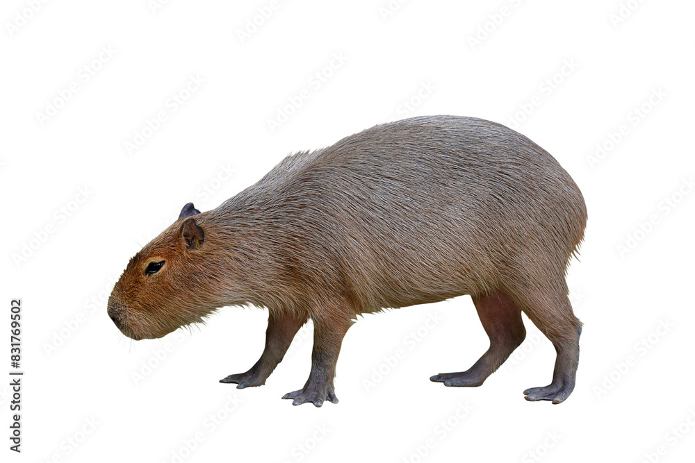 Capybara isolated on transparent background png file Capybara isolated on transparent background png file