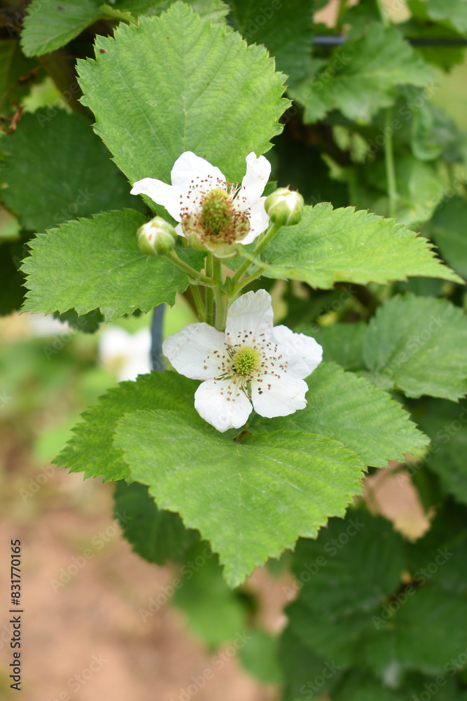 Blackberry flowers in the garden, Beautiful in spring bloom garden. Blackberry bush with white flowers, Blossoming blackberry bush and bee, sunny spring day, Chakwal, Punjab, Pakistan Blackberry flowers in the garden, Beautiful in spring bloom garden. Blackberry bush with white flowers, Blossoming blackberry bush and bee, sunny spring day, Chakwal, Punjab, Pakistan