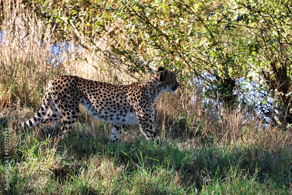 Obraz premium Africa Safari