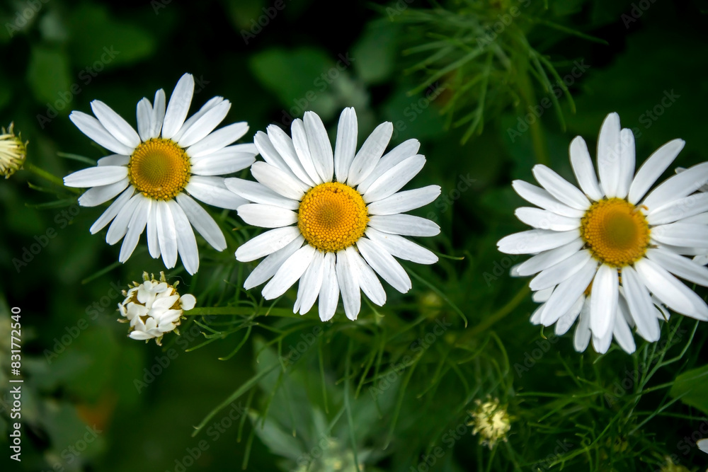 Obraz premium white daisies on a natural background