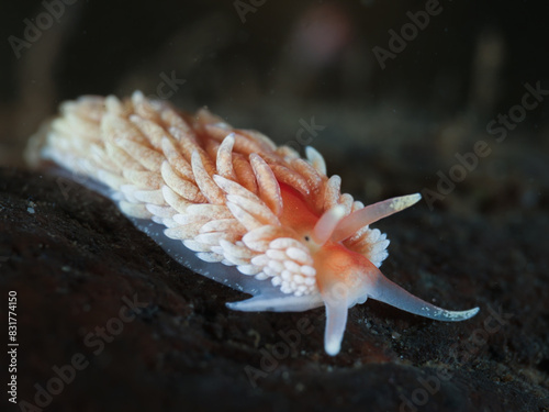 Cute and tiny nudibranch from Norway photo