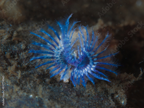 Blue tube worm from Norway - Hydroides norvegicus photo