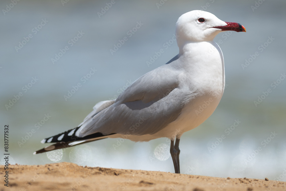 Obraz premium Seagull on the beach coast in Ibiza in summer.