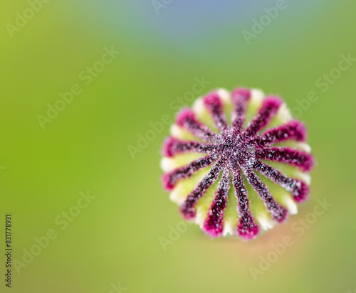 Ein farbiger Kelch einer verblühten Mohnblüte photo