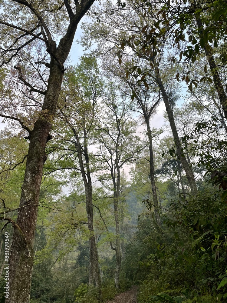 Fototapeta premium trees in the forest