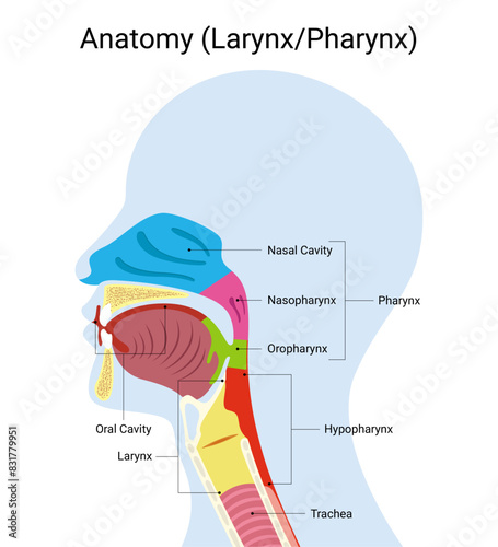 Anatomy of human larynx medical illustration