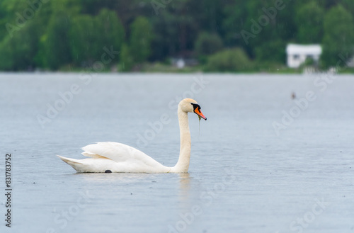 Graceful white Swan swimming in the lake  swans in the wild. Portrait of a white swan swimming on a lake.