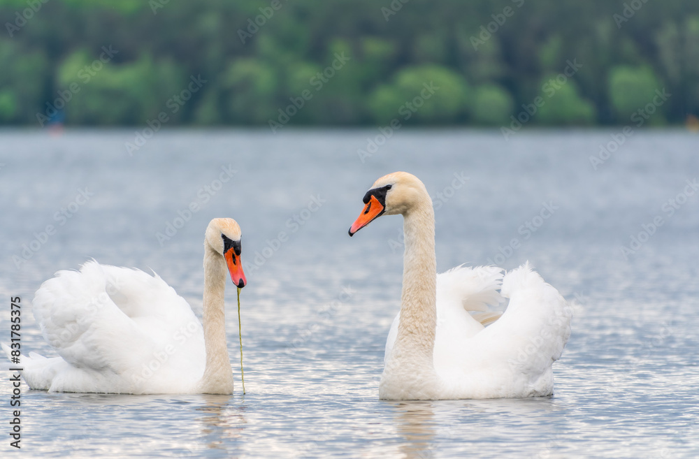 Fototapeta premium Mating games of a pair of white swans. Swans swimming on the water in nature. Valentine's Day background