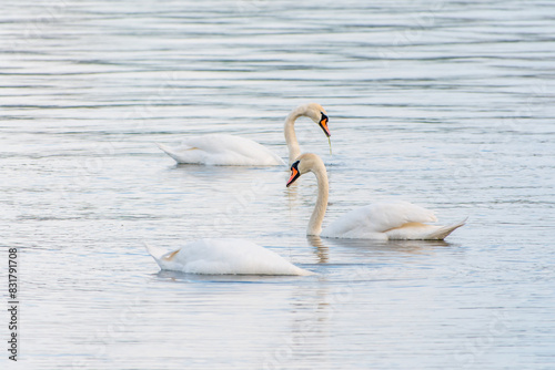 Graceful white Swans swimming in the lake  swans in the wild