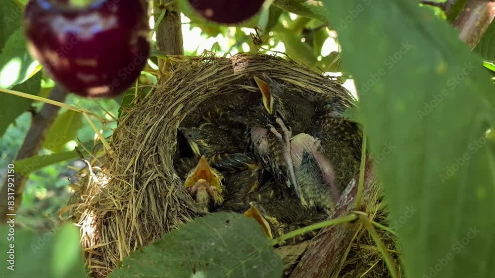 Chicks baby birds in a nest on a cherry tree. Close up Chicks baby birds in a nest on a cherry tree. Close up