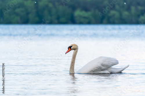 Graceful white Swan swimming in the lake  swans in the wild. Portrait of a white swan swimming on a lake.