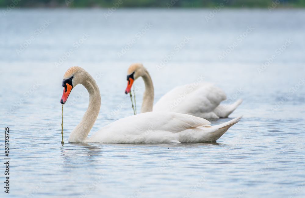 Obraz premium Two Graceful white Swans swimming in the lake, swans in the wild