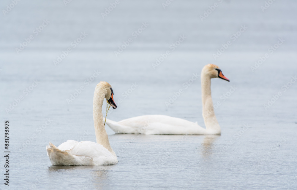 Two Graceful white Swans swimming in the lake, swans in the wild Two Graceful white Swans swimming in the lake, swans in the wild