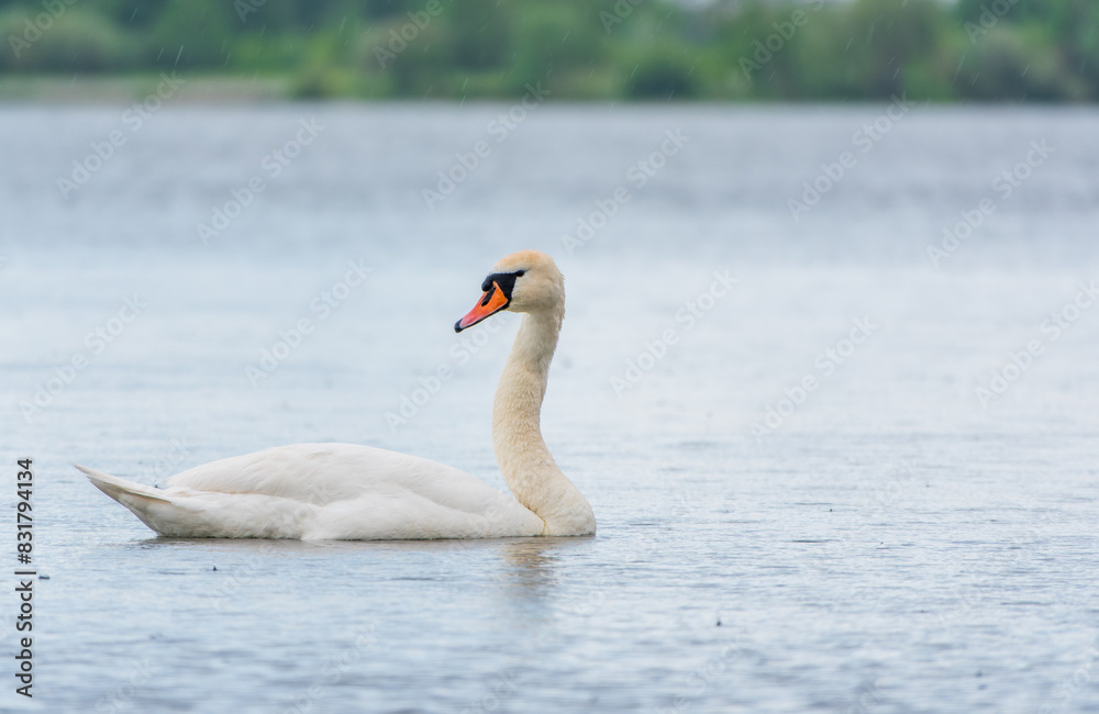 Graceful white Swan swimming in the lake, swans in the wild. Portrait of a white swan swimming on a lake. Graceful white Swan swimming in the lake, swans in the wild. Portrait of a white swan swimming on a lake.