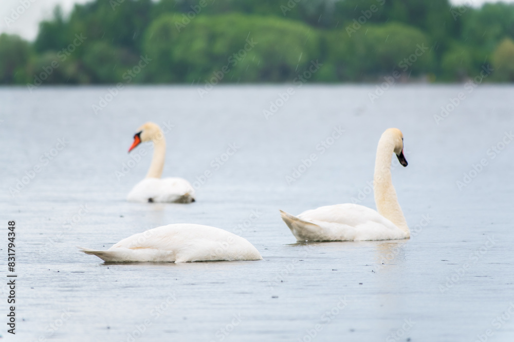 Three graceful white swans swims in the lake, swans in the wild. Three graceful white swans swims in the lake, swans in the wild.