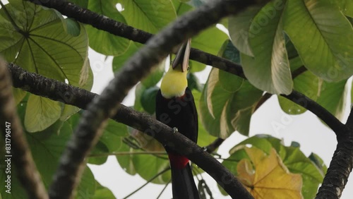 Chestnut-mandibled Toucan Perching On Tree Branch In Forest In Costa Rice. closeup, low angle shot photo