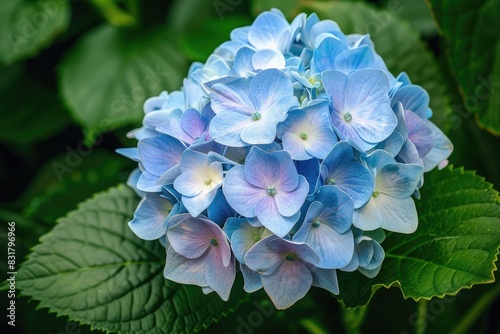 Detailed close-up of a blue hydrangea bloom with rich color and textured leaves in the backdrop 