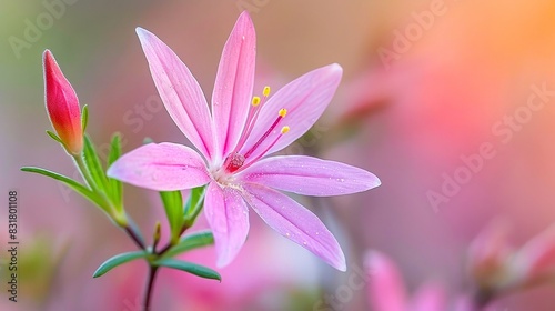 Close-up of a beautiful pink flower with soft lighting and blurred background  capturing the delicate petals and vibrant colors.