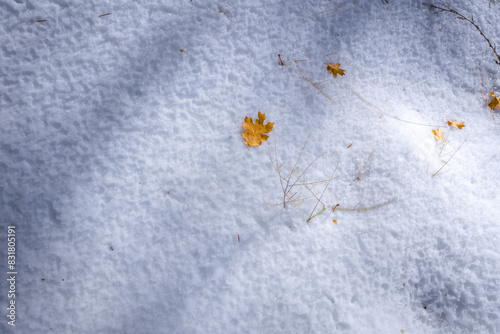 Autumn Snow