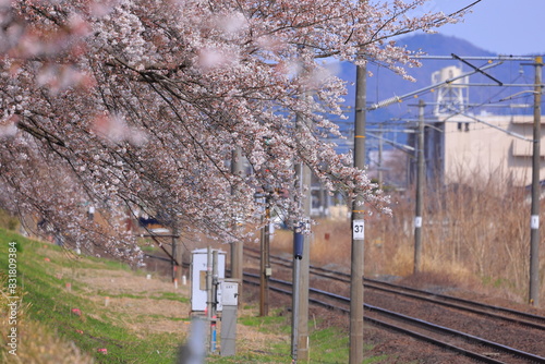 Train and Cherry blossoms near Shiroishigawa Sen-oh Park at Kawabata Funaoka, Shibata, Shibata District, Miyagi, Japan photo