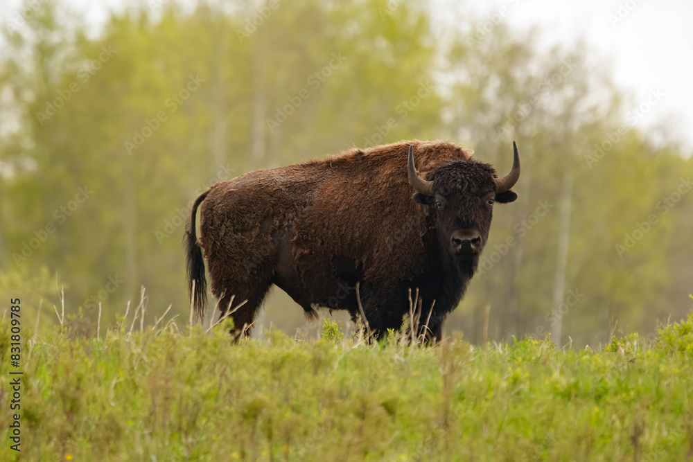 Male bison is grazing in the green grassland around trees in spring. Male bison is grazing in the green grassland around trees in spring.