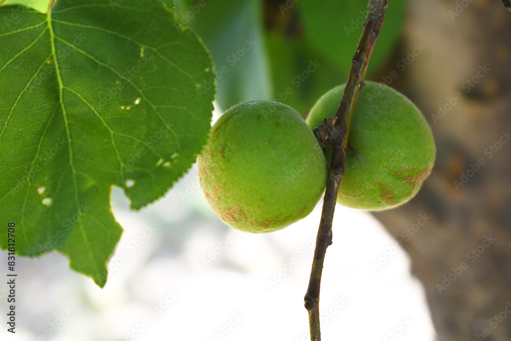 Growing plums in an orchard. Unripe plum fruits on the branches Closeup, green, unripe plum on a tree, Close up detail of unripe green plums on plum tree. Green and unripe plum fruits on a branch Growing plums in an orchard. Unripe plum fruits on the branches Closeup, green, unripe plum on a tree, Close up detail of unripe green plums on plum tree. Green and unripe plum fruits on a branch