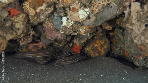 Four striped catfish with long whiskers hid under a rock near the sandy bottom of the sea. Striped Catfish (Plotosus lineatus Eeltail catfishes) 32 cm. ID: 4 pairs of mouth barbels. photo