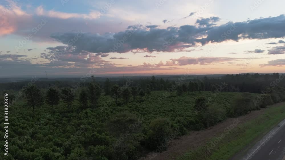 Beautiful sunrise over cultivated Yerba Mate field. Agricultural industrial production. Argentina, Irigoyen, Misiones. 4k drone. Beautiful sunrise over cultivated Yerba Mate field. Agricultural industrial production. Argentina, Irigoyen, Misiones. 4k drone.