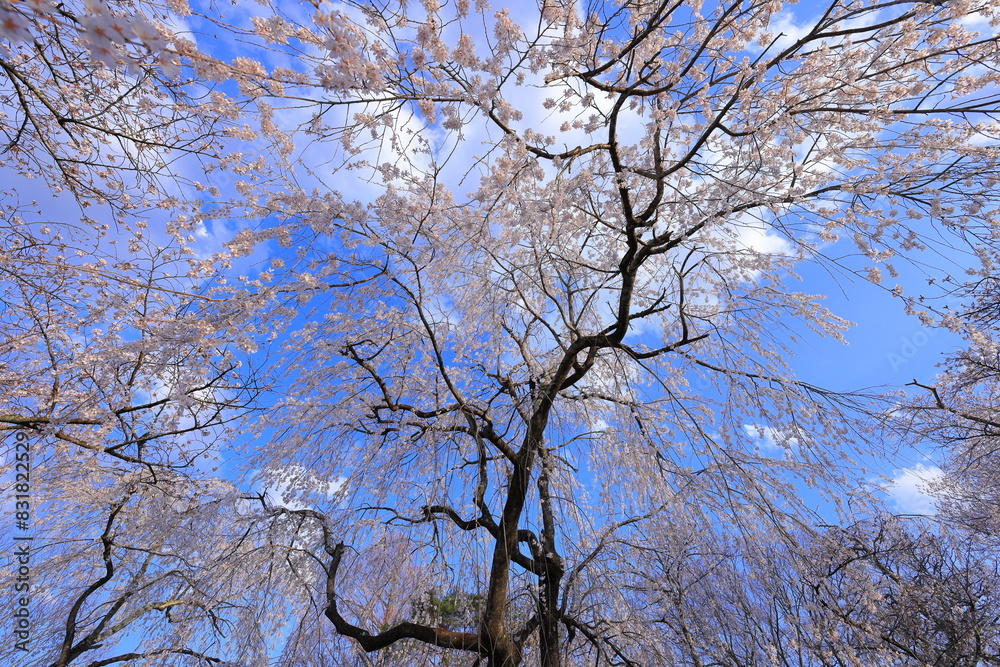 Cherry blossoms at Shiroishi Castle, a Restored 16th-century castle at Masuokacho, Shiroishi, Miyagi, Japan Cherry blossoms at Shiroishi Castle, a Restored 16th-century castle at Masuokacho, Shiroishi, Miyagi, Japan