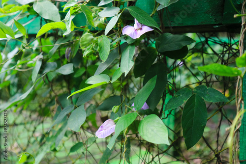 Spurred Butterfly Pea or Centrosema virginianum and seed pod. A vine with purplish to nearly white flowers and slim long seed pods containing four to ten dark brown seeds. photo