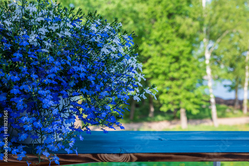 Blue wooden table in balcony near by lobelia in a pot on blurred background of green trees at dawn.