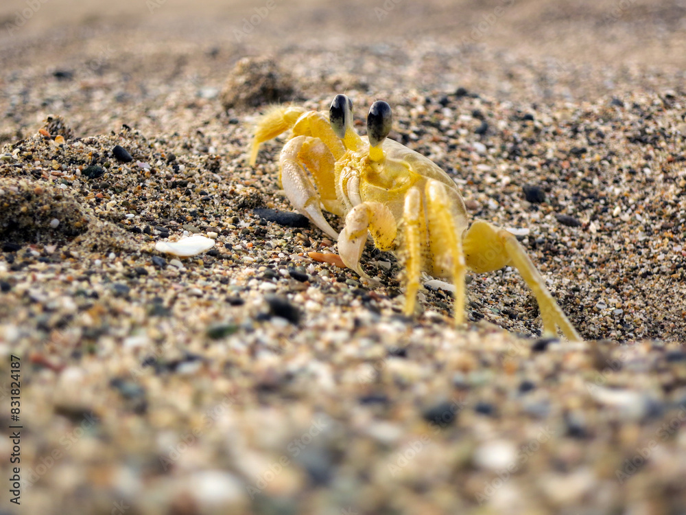 Yellow land crab on the beaches of Tayrona Park, Santa Marta. Cangrejo amarillo de tierra en las playas del parque Tayrona, Santa Marta Yellow land crab on the beaches of Tayrona Park, Santa Marta. Cangrejo amarillo de tierra en las playas del parque Tayrona, Santa Marta