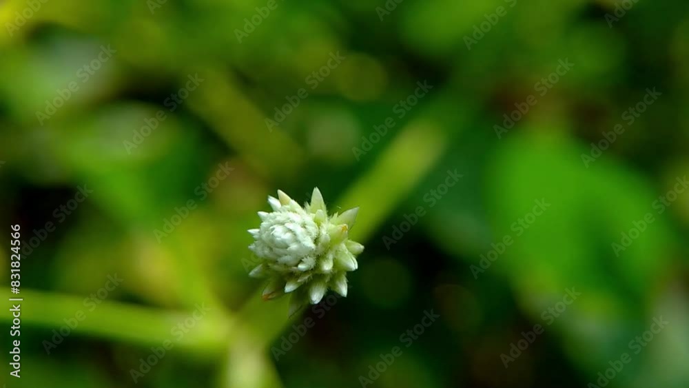 Kremah Air plant flower or Alternanthera philoxeroides, this plant is often found in tropical forests Kremah Air plant flower or Alternanthera philoxeroides, this plant is often found in tropical forests