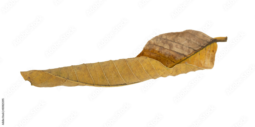 Dry leaves Dry leaves