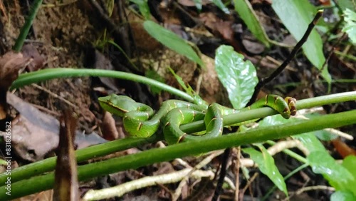 Green poisonous snake. Sangihe Islands green viper (Tropidolaemus subannulatus) hanging on a bush branch waiting for prey photo