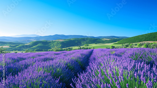 Lavender Field with Mountains in the Background for Summer and Nature with copy space text for summer and nature websites